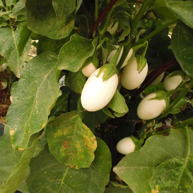 la-bo-te-graines-blanche-ronde-aubergine-bio-en-pot image 1