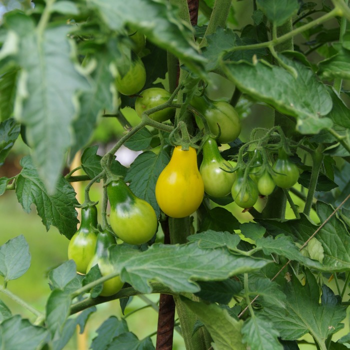 les-semences-de-l-ombelle-tomate-yellow-submarine-graines-bio image 3