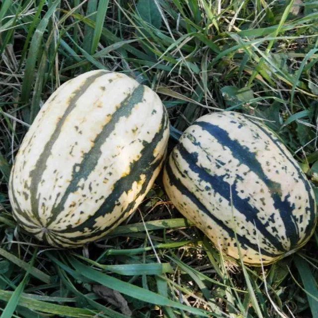 la-bo-te-graines-graines-l-gumes-courge-sugar-loaf-bio-sucr-e image 1