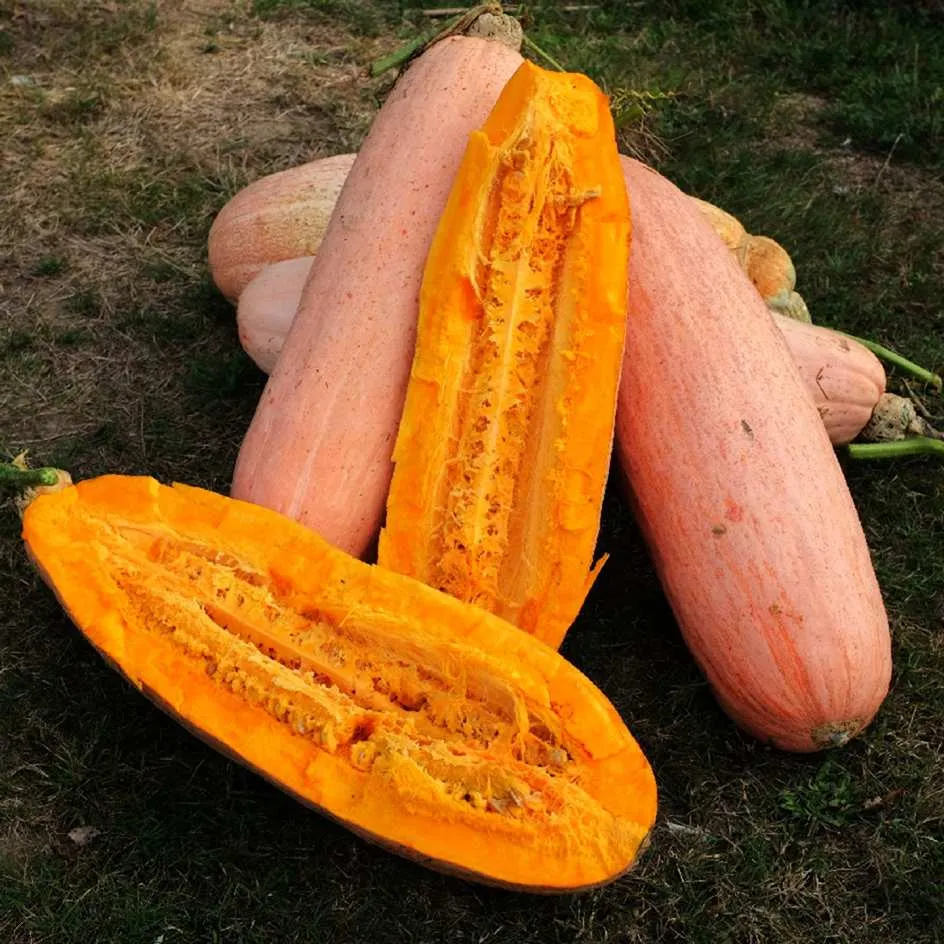 la-bo-te-graines-graines-l-gumes-georgia-candy-roaster-graines-potiron-bio-banan image 1