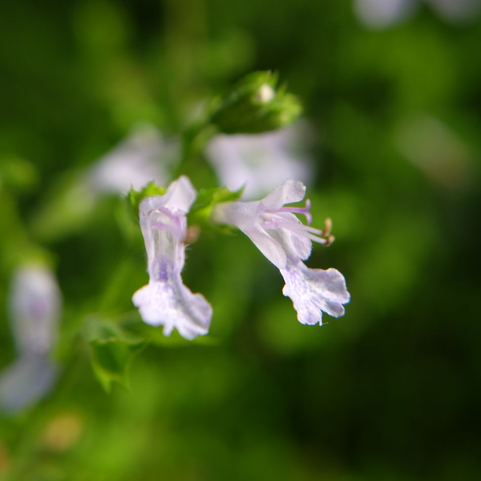 la-bo-te-graines-sauge-de-nama-graines-bio image 1