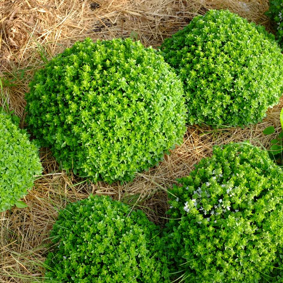 la-bo-te-graines-basilic-aristotle-graines-aromatiques-bio-pot image 3