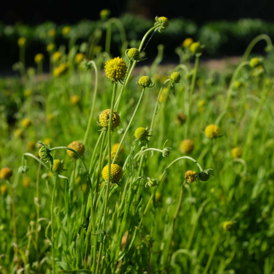 la-bo-te-graines-cephalophora-aromatica-graines-fleurs-bio-parfum-ananas image 1