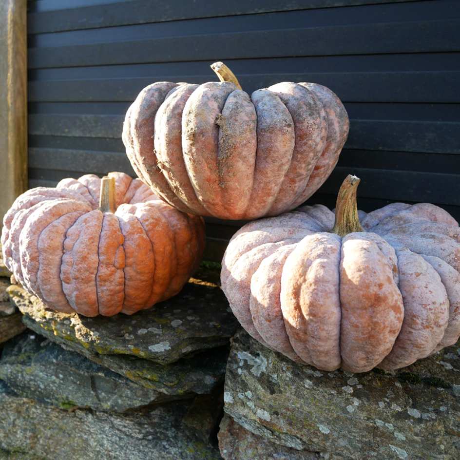 la-bo-te-graines-courge-chirimen-graines-l-gumes-bio-douce image 1