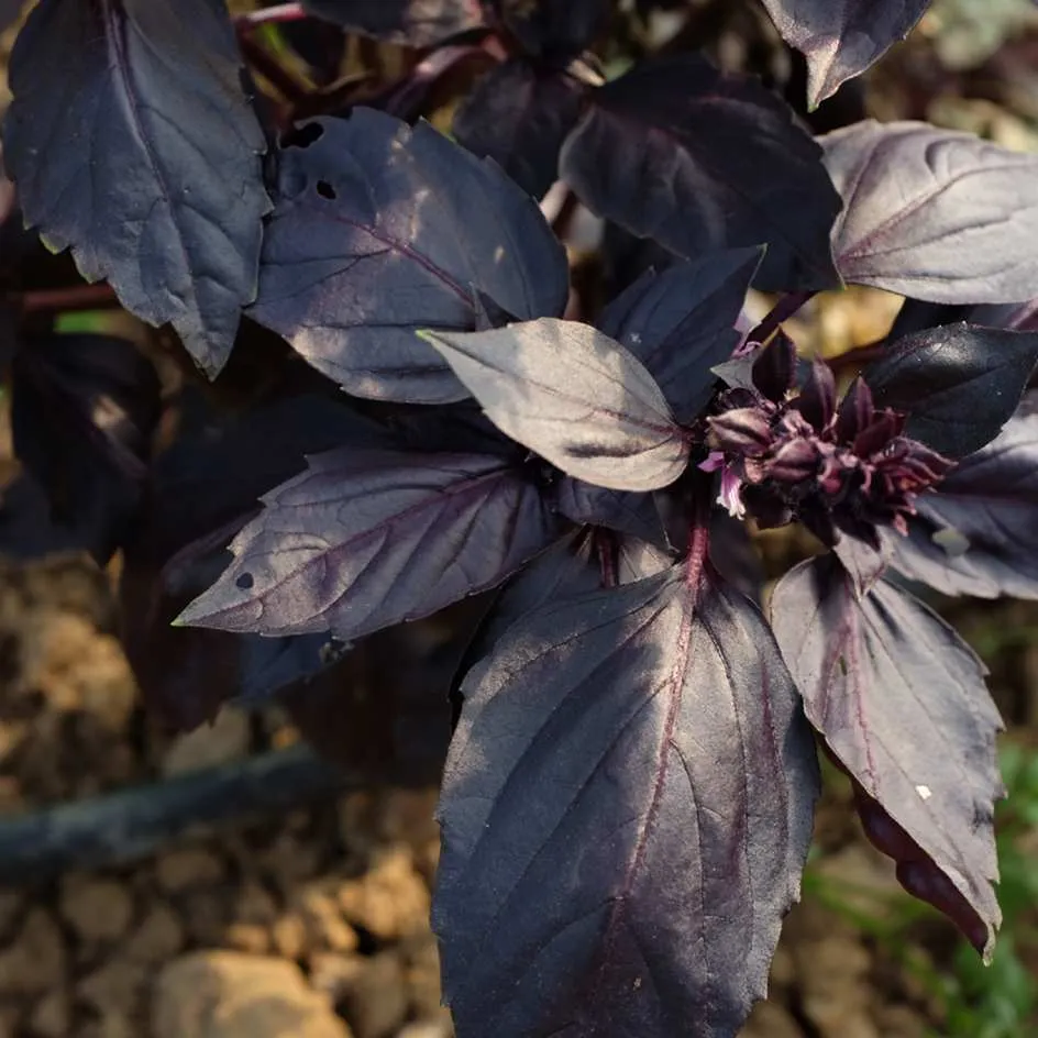 la-bo-te-graines-basilic-red-rubin-graines-aromatiques-bio image 1