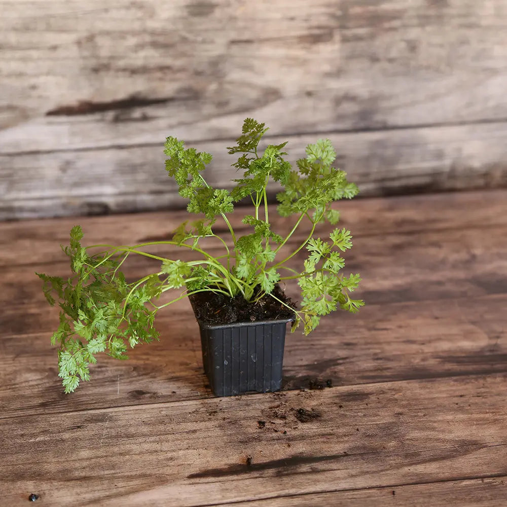 ferme-de-sainte-marthe-cerfeuil-commun-plant-bio-fines-herbes image 1