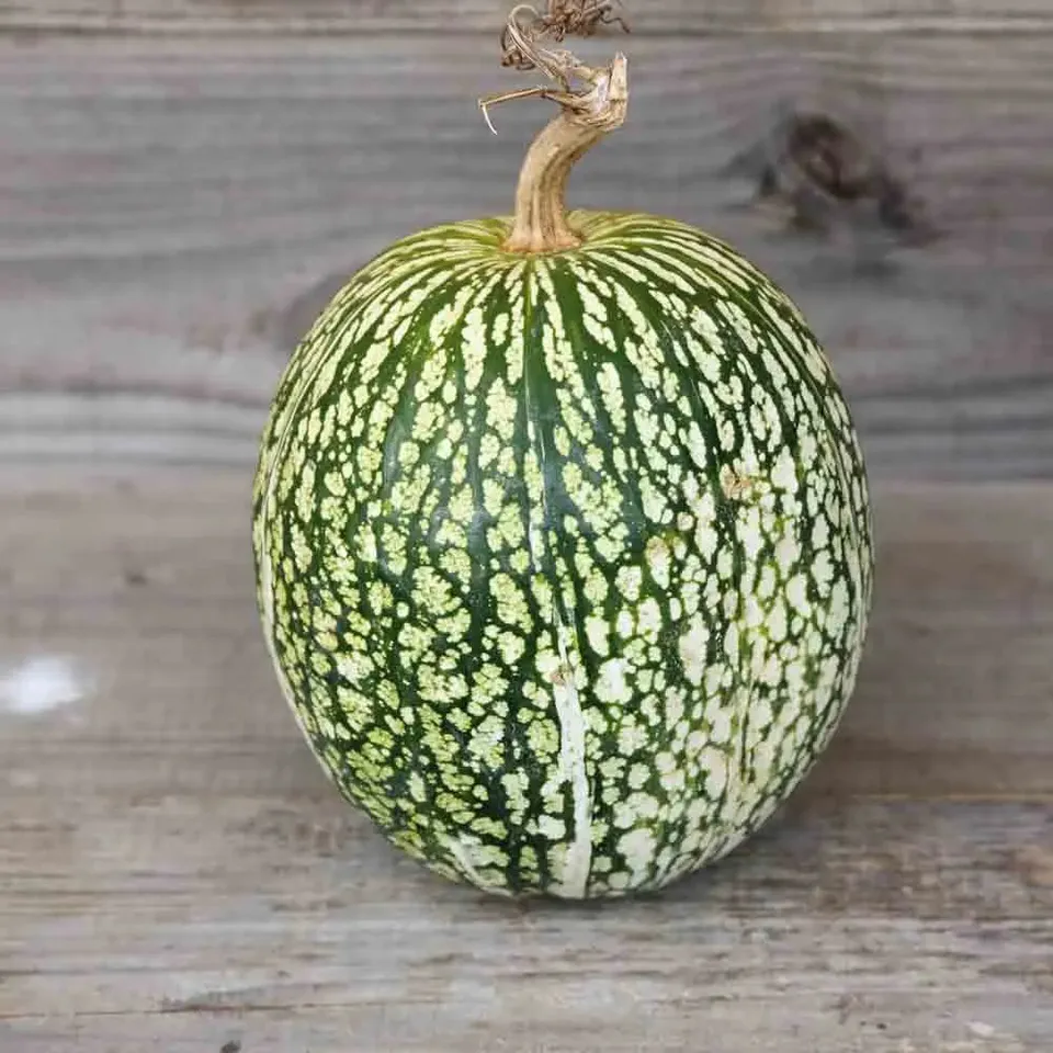 ferme-sainte-marthe-siam-graines-de-courge-bio-coureuse image 1