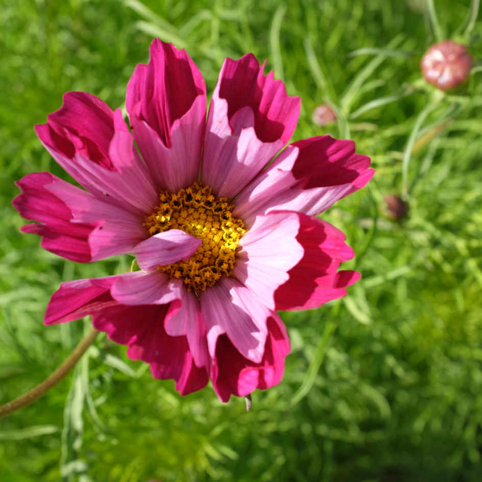 la-bo-te-graines-cosmos-piper-red-graines-fleurs-bio-rose image 3