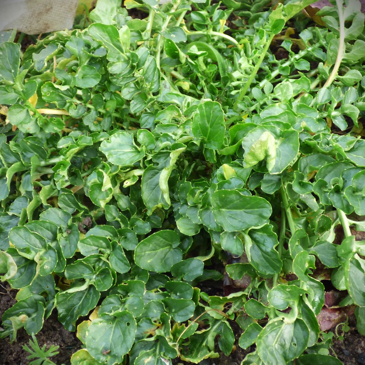 les-semences-de-l-ombelle-cresson-des-jardins-graines-bio image 1