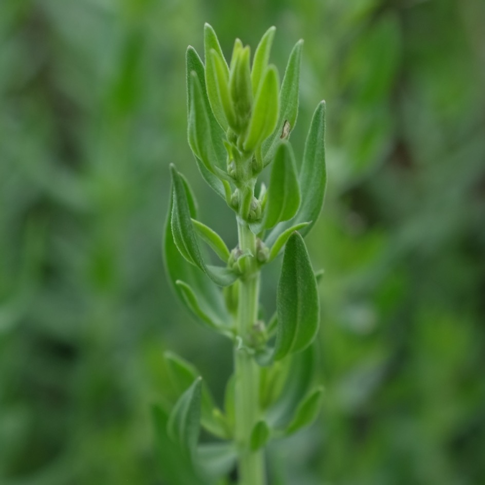 la-bo-te-graines-hysope-bio-graines-aromatiques-vivace image 2