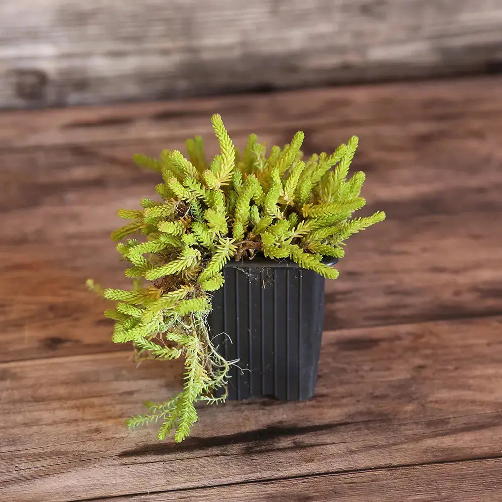 ferme-de-sainte-marthe-sedum-acre-poivre-des-murailles-plant-bio image 1