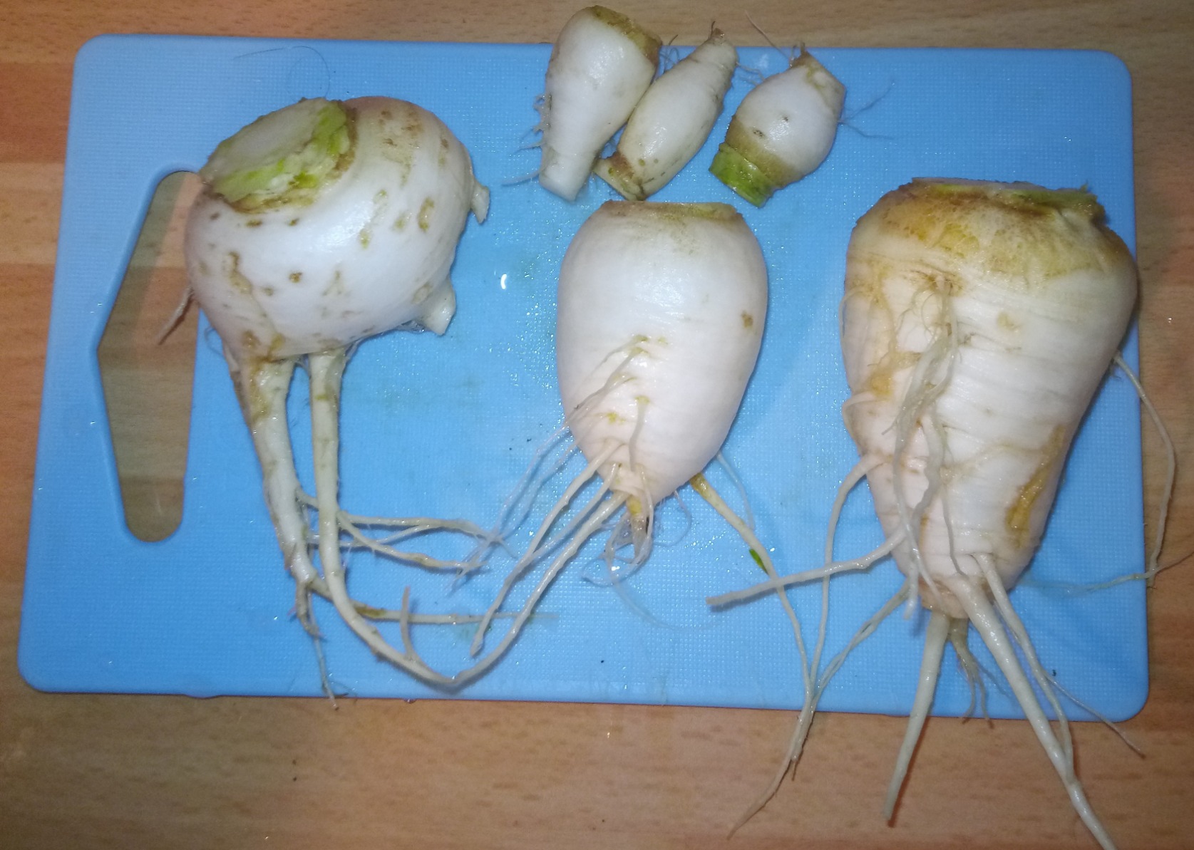 Racines longues
