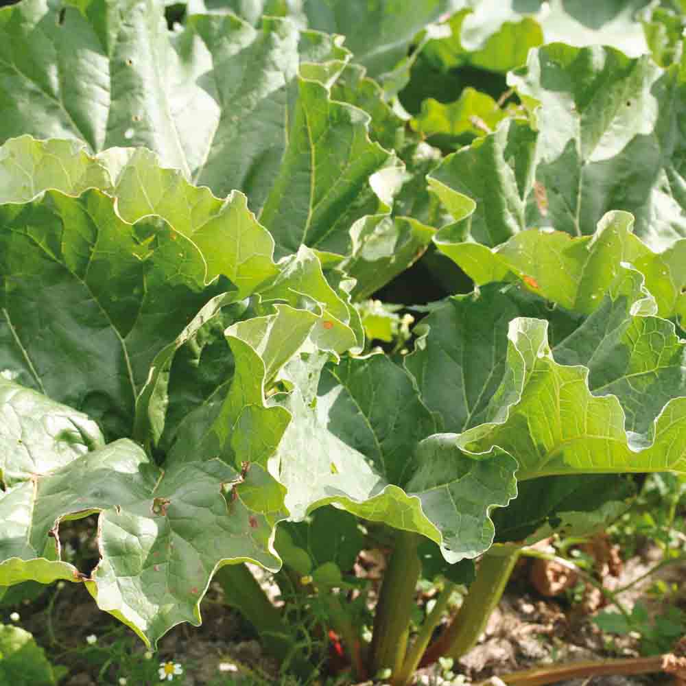 ferme-de-sainte-marthe-rhubarbe-glaskins-perpetual-plant-bio image 2