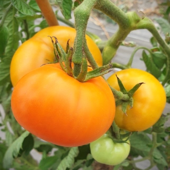 les-semences-de-l-ombelle-tomate-carotina-graines-bio-orange image 2