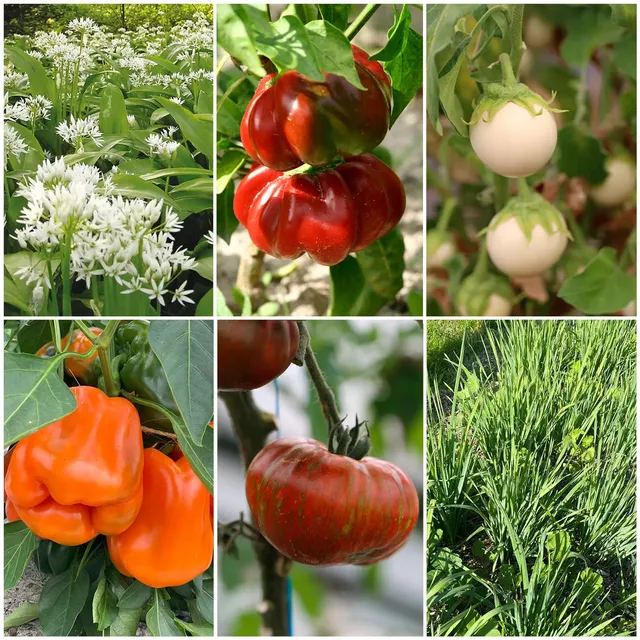 ferme-de-sainte-marthe-carr-potager-gourmand-s-lection-plants image 1
