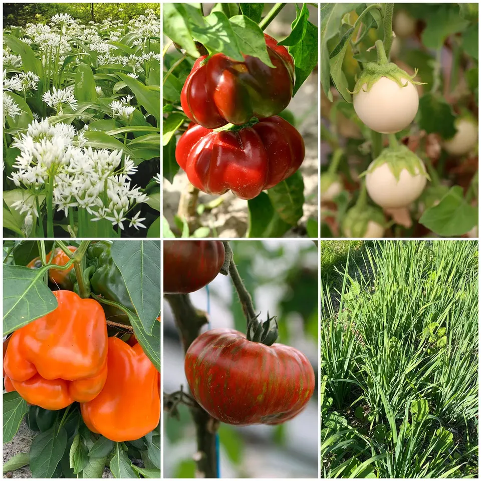 ferme-de-sainte-marthe-carr-potager-gourmand-s-lection-plants image 1
