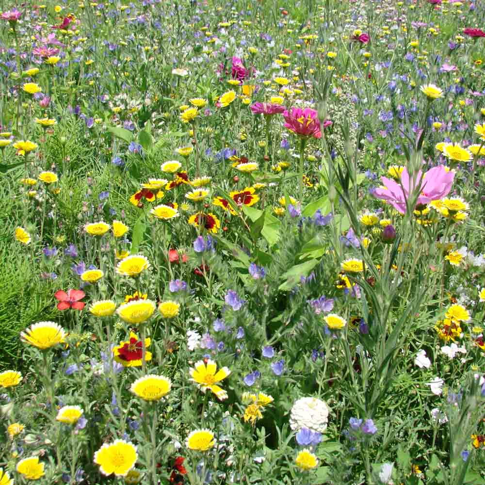 ferme-de-sainte-marthe-terrain-s-chant-m-lange-fleuri-aride image 1