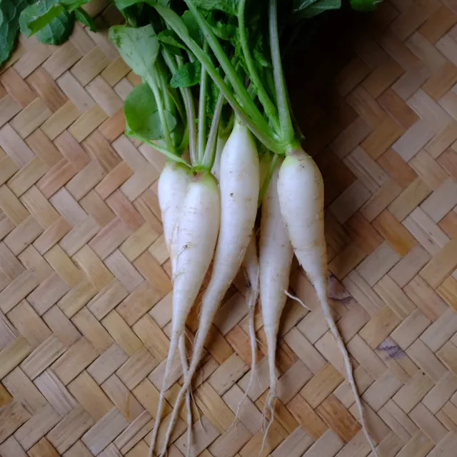 la-bo-te-graines-radis-gla-on-bio-graines-l-gumes-blanc-long image 1