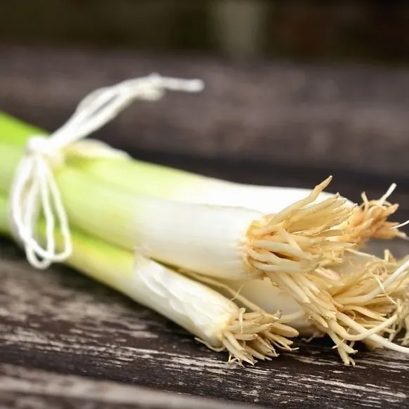 la-bo-te-graines-cive-perp-tuelle-ciboule-bio-graines-aromatiques image 1