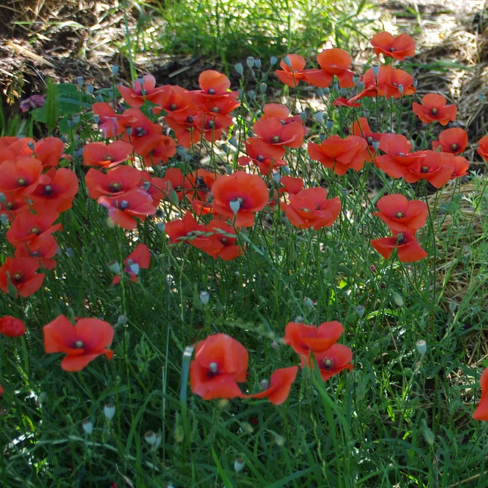 les-semences-de-l-ombelle-coquelicot-rouge-graines-fleurs-bio image 1