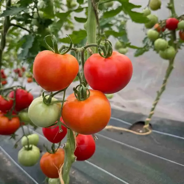 ferme-de-sainte-marthe-tomate-karos-graines-potag-res-bio image 1
