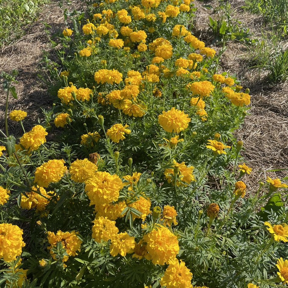 la-bo-te-graines-rose-d-inde-mary-helen-jaune-double-bio-graines image 2