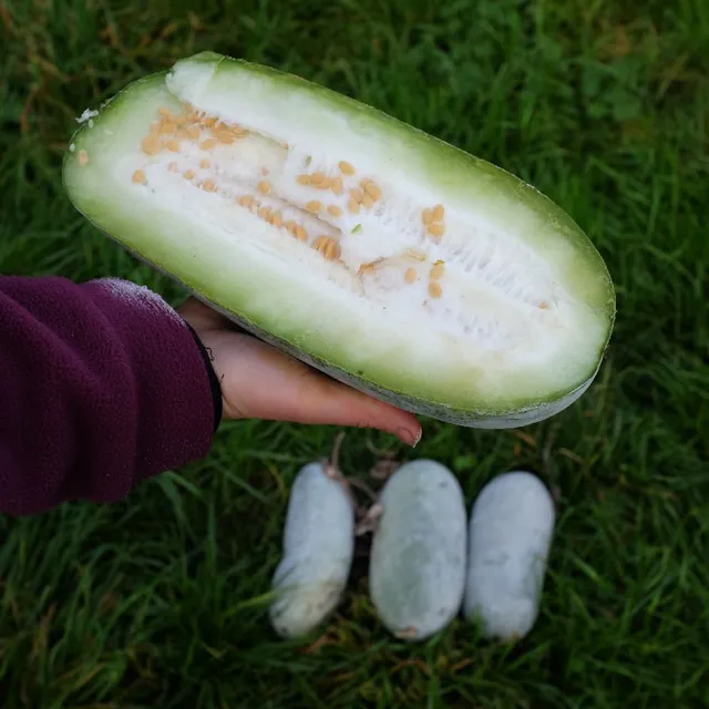 la-bo-te-graines-courge-chieh-qua-sweet-little-heart-bio-graines image 1