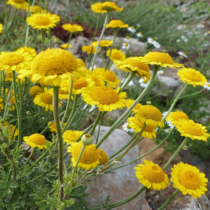 les-semences-de-l-ombelle-anth-mis-teinturiers-graines-bio-jaune image 1