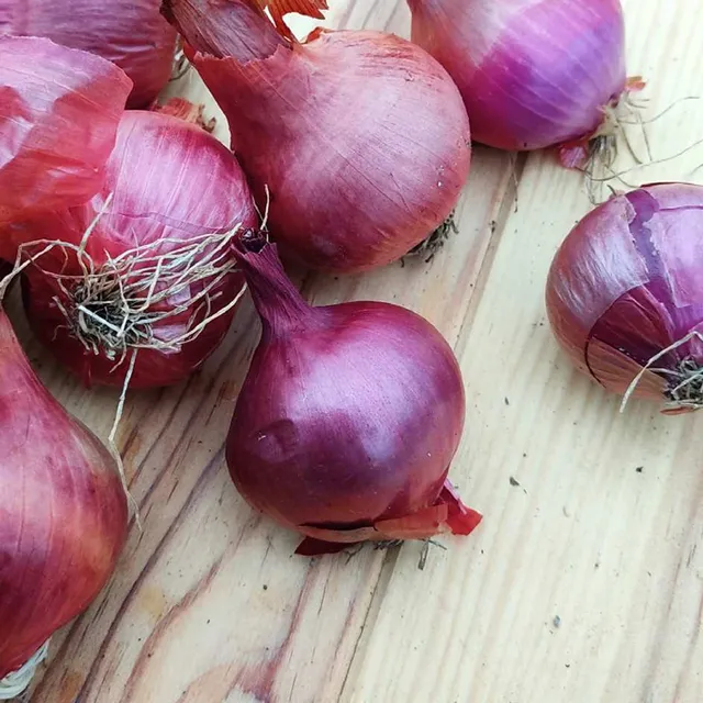 la-bo-te-graines-oignon-saint-turjan-graines-l-gumes-bio-ros image 1