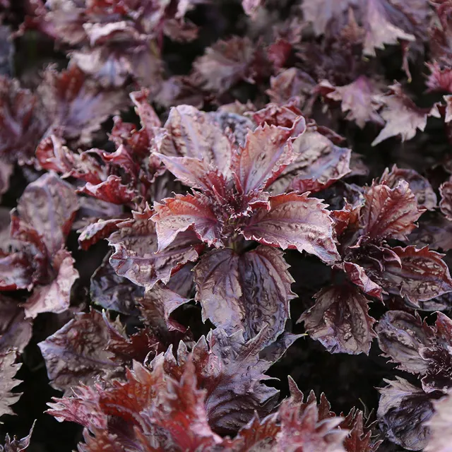 ferme-de-sainte-marthe-perilla-rouge-shiso-graines-bio-aromatiques image 1