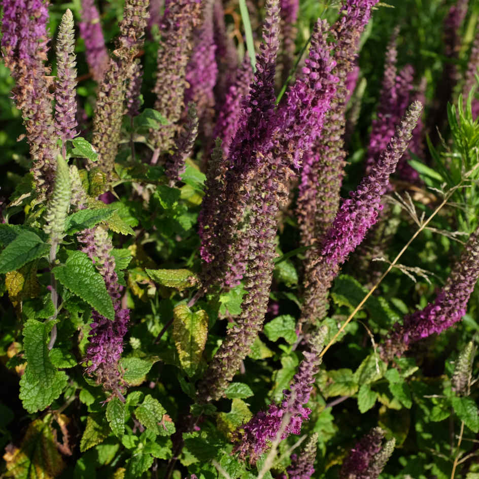 la-bo-te-graines-teucrium-hyrcanicum-bio-graines-fleurs-vivace image 1