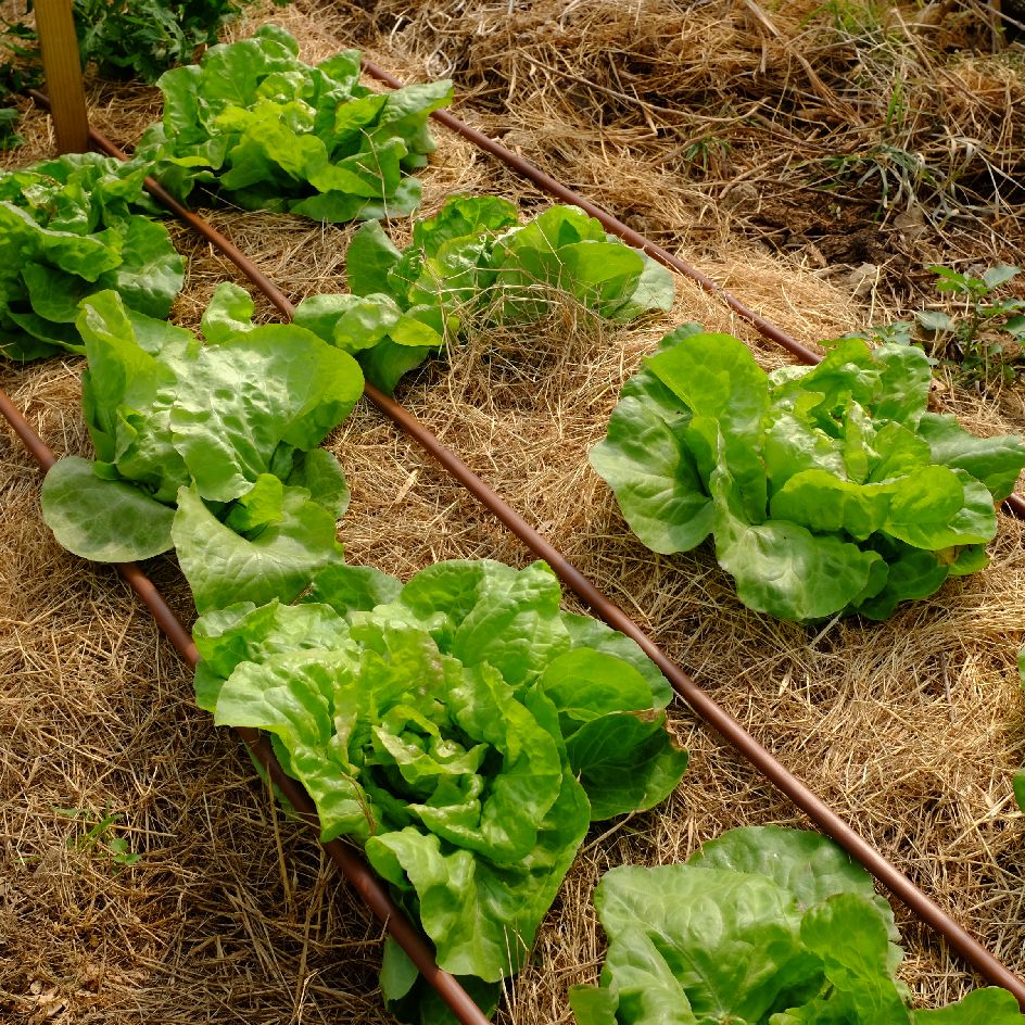 la-bo-te-graines-laitue-pomm-e-triolaise-graines-l-gumes-bio image 3