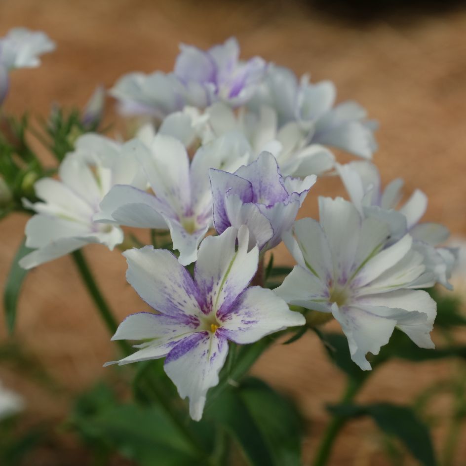 la-bo-te-graines-graines-fleurs-phlox-drummondii-sugar-stars-bio-t image 5