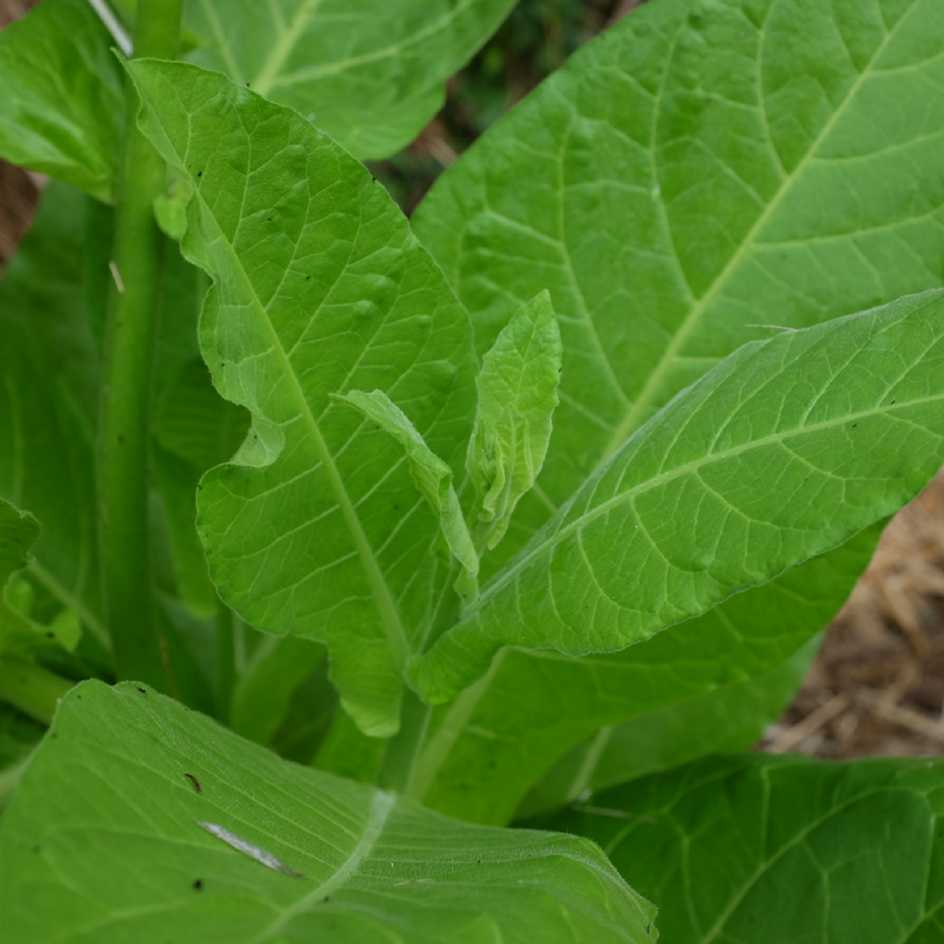 la-bo-te-graines-graines-fleurs-tabac-sylvestre-bio-parfum image 4
