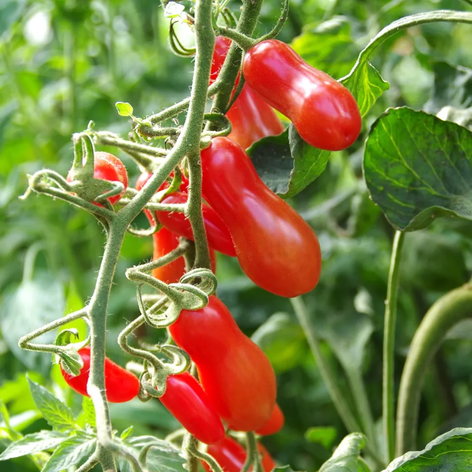 les-semences-de-l-ombelle-tomate-coucougnette-de-vend-e-graines-bio image 1