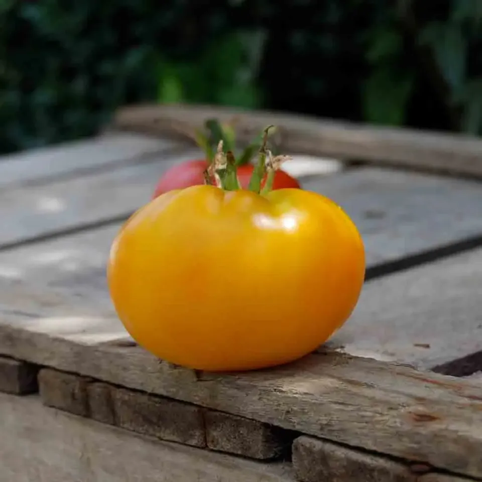 ferme-de-sainte-marthe-tomate-jaune-saint-vincent-graines-bio image 1
