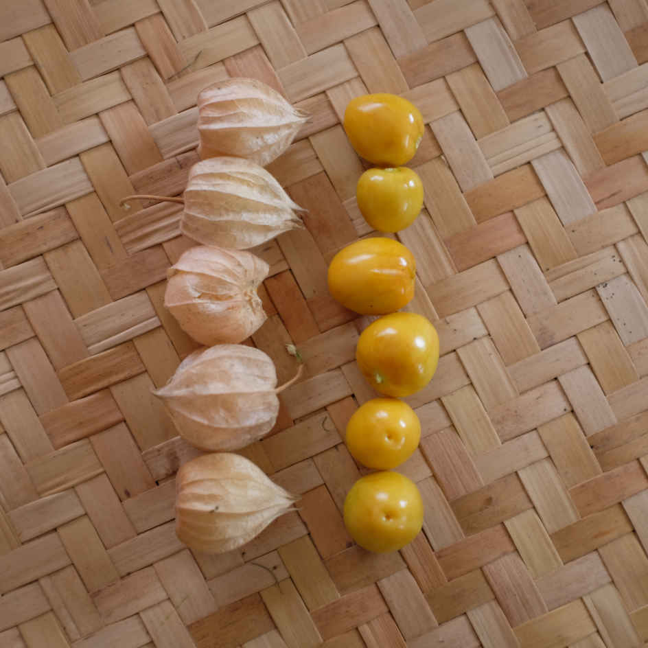 la-bo-te-graines-physalis-peruviana-graines-l-gumes-bio image 2