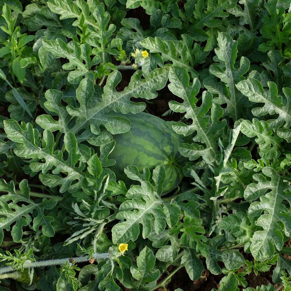 la-bo-te-graines-graines-l-gumes-past-que-congo-bio image 3