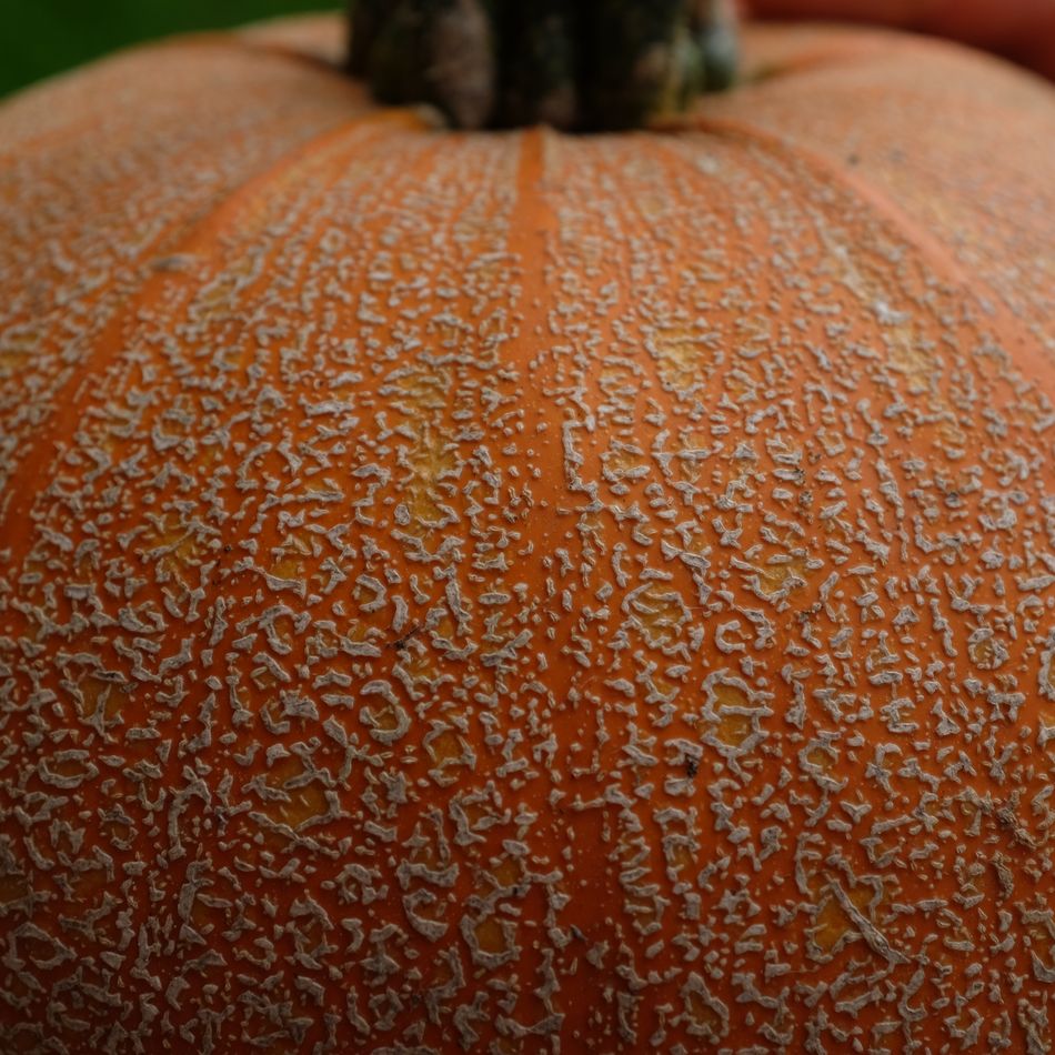 la-bo-te-graines-winter-luxury-graines-de-courge-bio-tarte image 2