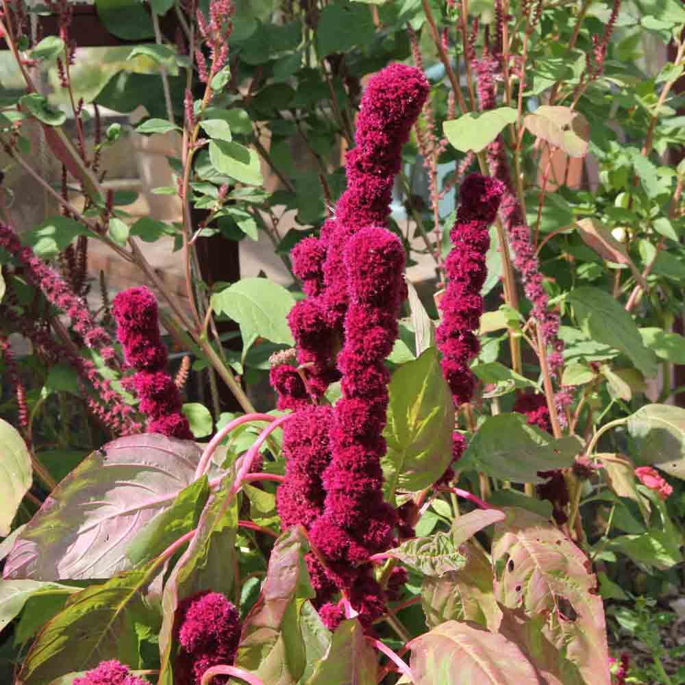 ferme-de-sainte-marthe-amarante-rouge-graines-fleurs-sachet-bio image 1