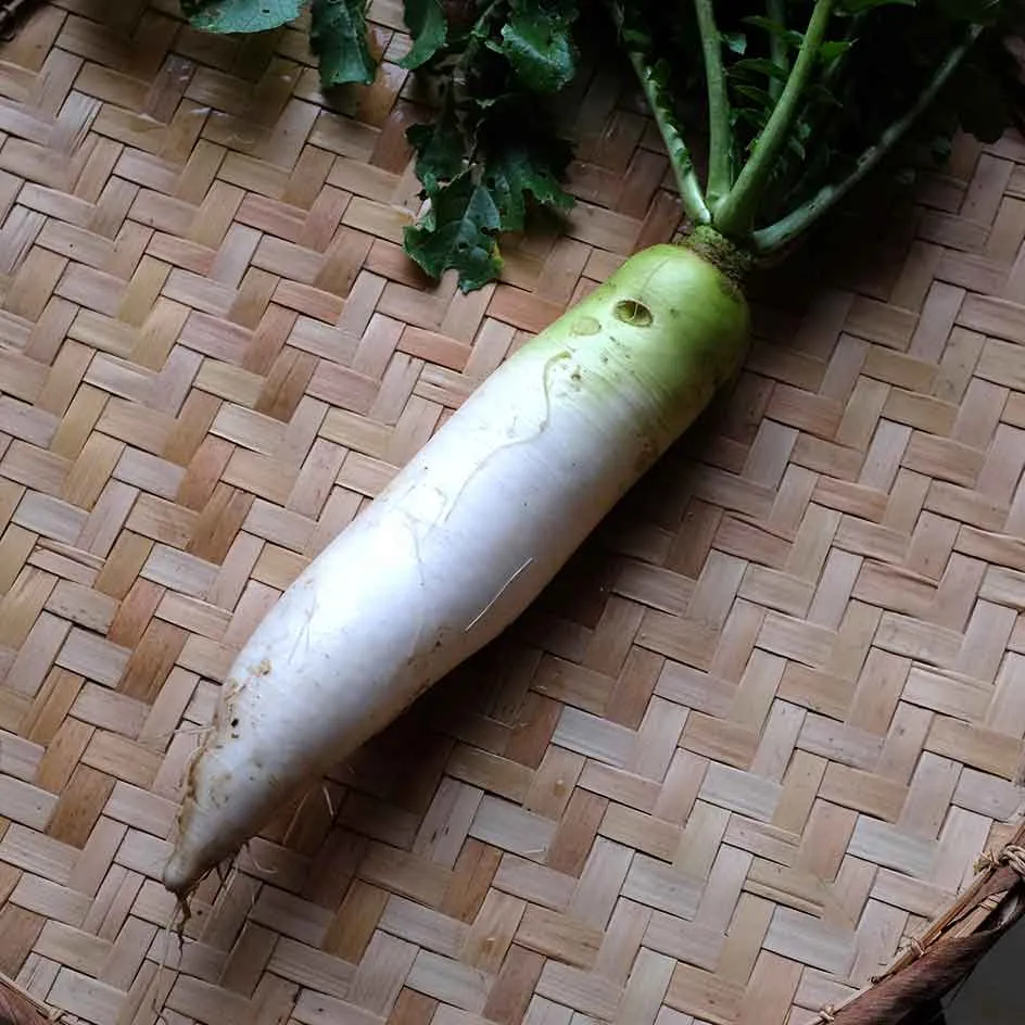 la-bo-te-graines-radis-daikon-minowase-summercross-bio-graines image 1
