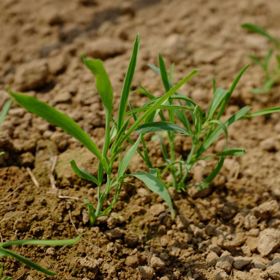la-bo-te-graines-gesse-pois-carr-l-gumineuse-bio image 5