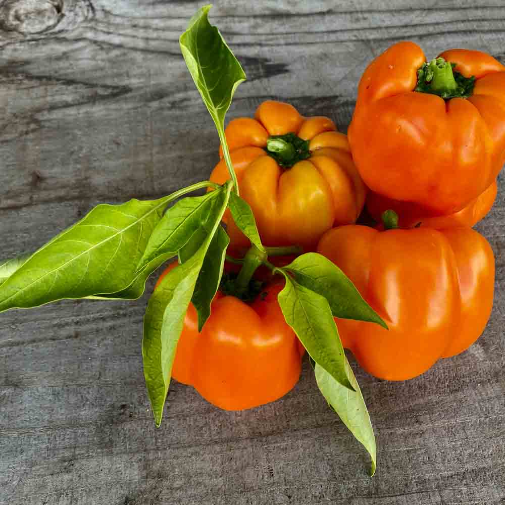 ferme-de-sainte-marthe-california-orange-wonder-graines-poivron-bio image 1