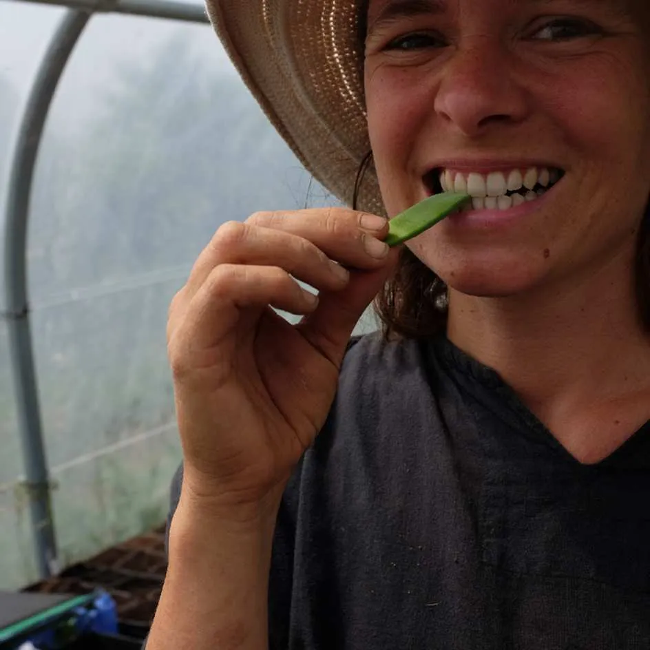 la-bo-te-graines-pois-corne-de-b-lier-bio-graines-l-gumes-mangetout image 1