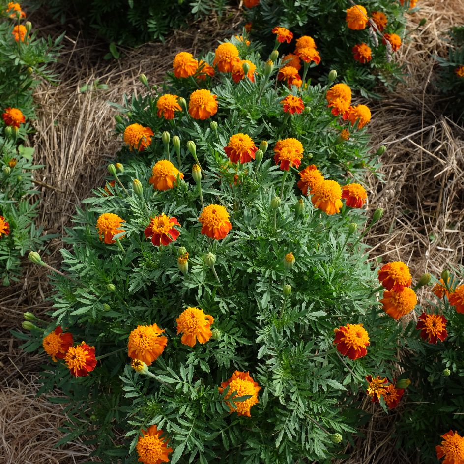la-bo-te-graines-illet-d-inde-orange-flame-bio-graines-fleurs image 3