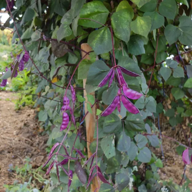 la-bo-te-graines-dolique-gypte-ruby-moon-graines-fleurs-bio image 1