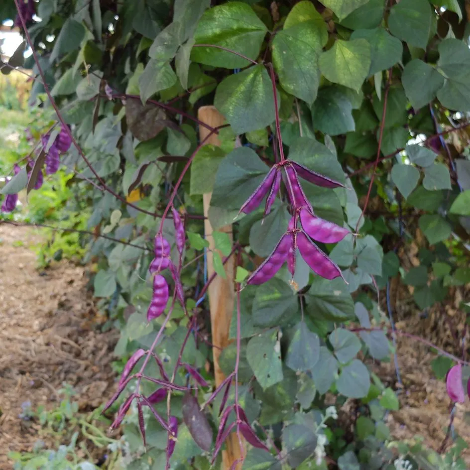 la-bo-te-graines-dolique-gypte-ruby-moon-graines-fleurs-bio image 1