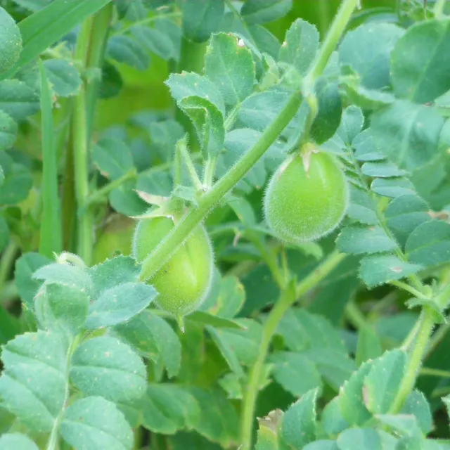 la-bo-te-graines-graines-l-gumes-pois-chiche-bio-semences-potager image 1