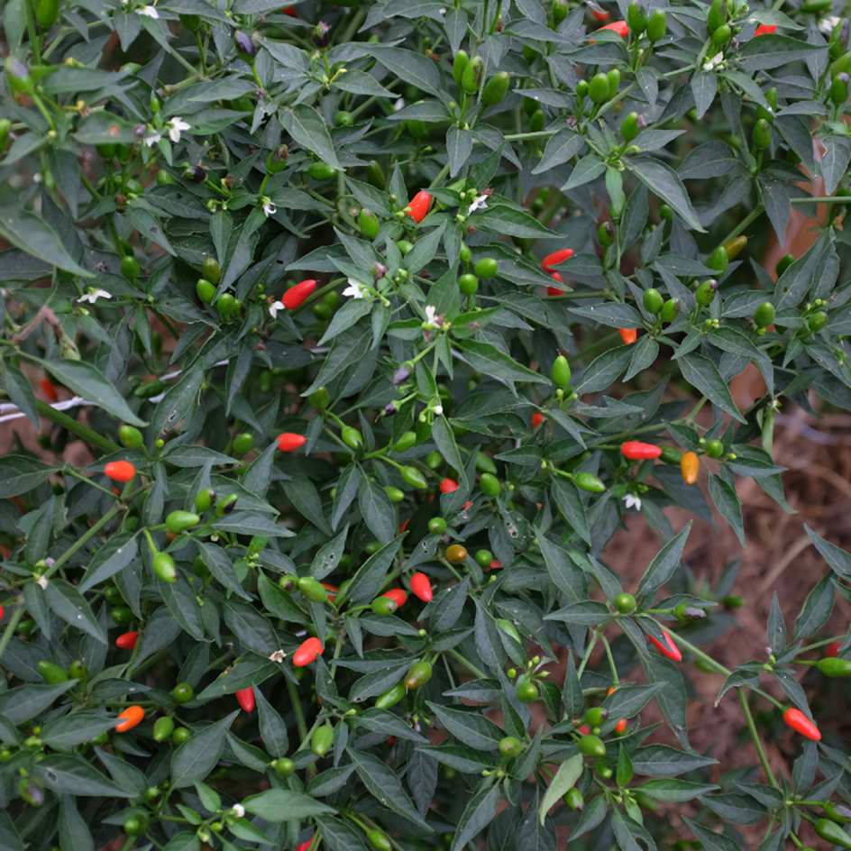 la-bo-te-graines-graines-l-gumes-piment-oiseau-bio-graines-fort image 5