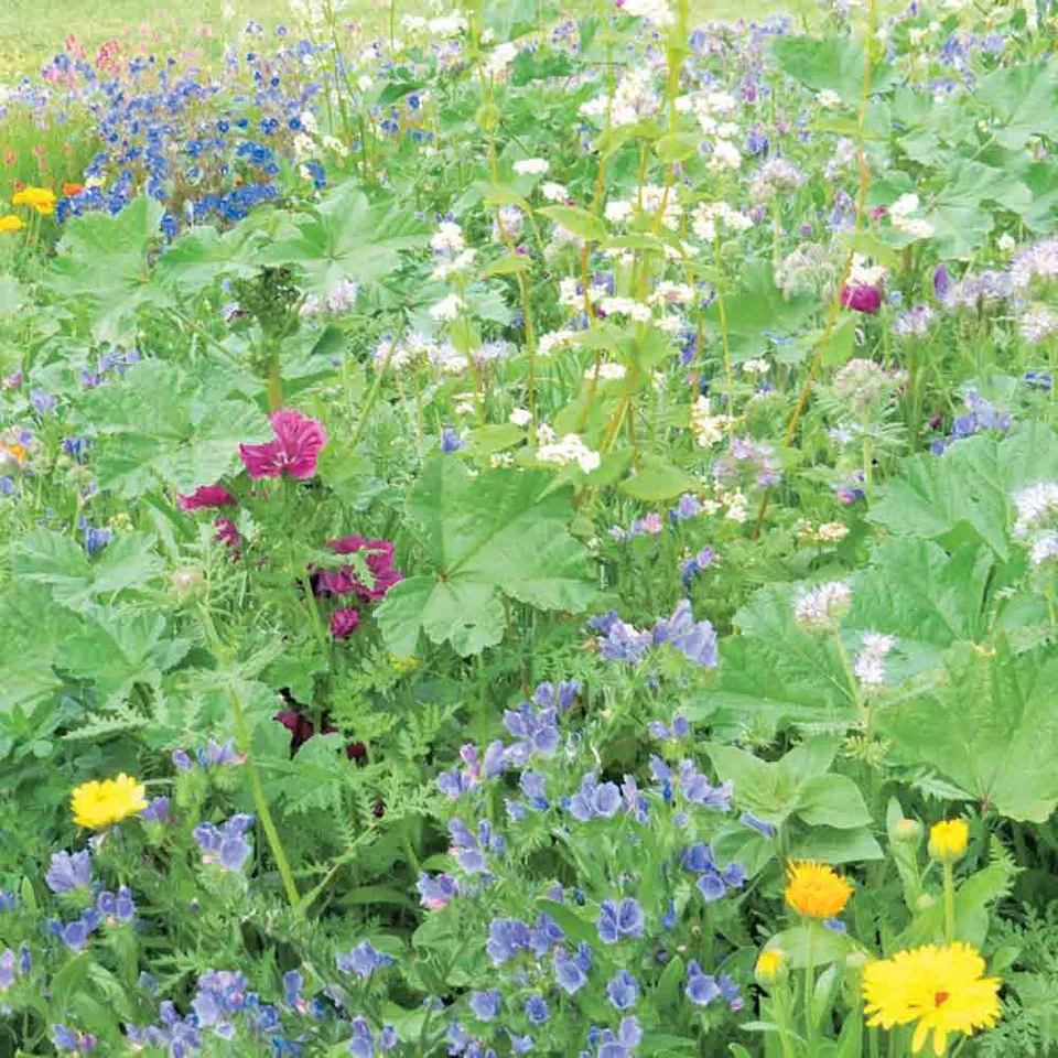 ferme-de-sainte-marthe-m-lange-mellif-res-graines-de-fleurs-am-liorant image 1